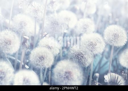 Traumhafte Löwenzahn bläst Blumen, Samen fliegen im Wind gegen Sonnenlicht. Vintage Dusty Blue in Pastelltönen. Makro mit Weichzeichner. Empfindliche Transplantation Stockfoto