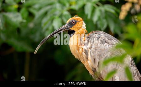 Sehr schön Theristicus caudatus schaut sich um, um Essen zu bekommen, das beste Foto. Stockfoto