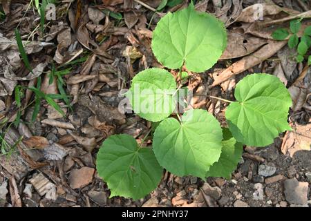 Eine indische Heilpflanze Mallow (Abutilon Indicum), die im Hinterhof wächst, Foto von oben Stockfoto