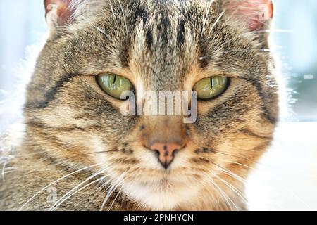 Tierporträt von Tabby Cat mit Hintergrundbeleuchtung Stockfoto