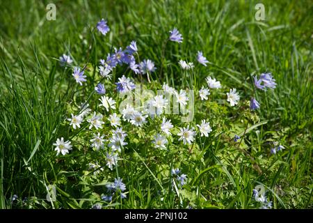 Blaue und weiße Frühlingsblumen der Anemone blanda, die im Gras im britischen Garten im April wachsen Stockfoto