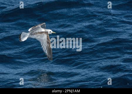 Eine Kittiwake Rissa tridactyla, die über dem Meer im ligurischen Mittelmeer fliegt, eine seltene Sichtung Stockfoto