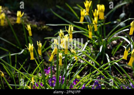 Leuchtend gelbe Frühlingsblumen von Miniatur-Narzissen Narcissus cyclamineus im britischen Garten April Stockfoto