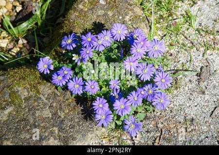 Blaue Frühlingsblumen der Anemone blanda im britischen Garten April Stockfoto