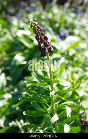 Schwarze Frühlingsblumen von Fritillaria persica im britischen Garten April Stockfoto