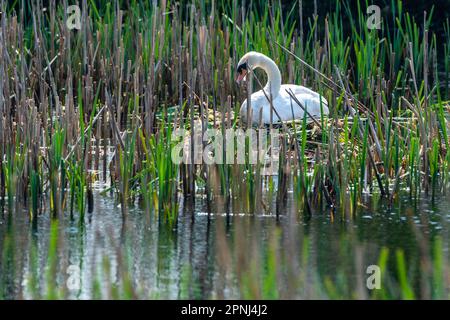 Dunmanway, West Cork, Irland. 19. April 2023. Die Sonne schien heute am Dunmanway Lake in West Cork. Ein nistender Schwan sonnt sich im Sonnenschein. Kredit: AG News/Alamy Live News Stockfoto