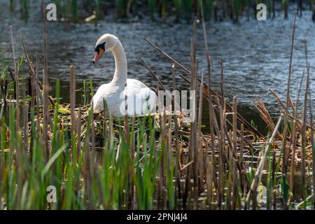 Dunmanway, West Cork, Irland. 19. April 2023. Die Sonne schien heute am Dunmanway Lake in West Cork. Ein nistender Schwan sonnt sich im Sonnenschein. Kredit: AG News/Alamy Live News Stockfoto