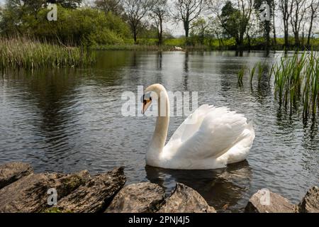 Dunmanway, West Cork, Irland. 19. April 2023. Die Sonne schien heute am Dunmanway Lake in West Cork. Ein Nestschwan sonnt sich im Sonnenschein mit seinem Begleiter, der Wache steht. Kredit: AG News/Alamy Live News Stockfoto