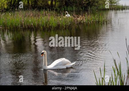 Dunmanway, West Cork, Irland. 19. April 2023. Die Sonne schien heute am Dunmanway Lake in West Cork. Ein Nestschwan sonnt sich im Sonnenschein mit seinem Begleiter, der Wache steht. Kredit: AG News/Alamy Live News Stockfoto