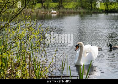 Dunmanway, West Cork, Irland. 19. April 2023. Die Sonne schien heute am Dunmanway Lake in West Cork. Ein Nestschwan sonnt sich im Sonnenschein mit seinem Begleiter, der Wache steht. Kredit: AG News/Alamy Live News Stockfoto