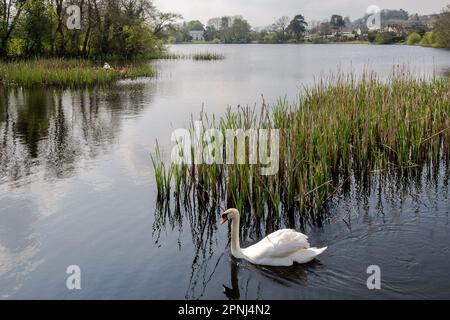 Dunmanway, West Cork, Irland. 19. April 2023. Die Sonne schien heute am Dunmanway Lake in West Cork. Ein Nestschwan sonnt sich im Sonnenschein mit seinem Begleiter, der Wache steht. Kredit: AG News/Alamy Live News Stockfoto