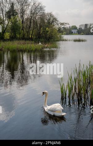 Dunmanway, West Cork, Irland. 19. April 2023. Die Sonne schien heute am Dunmanway Lake in West Cork. Ein Nestschwan sonnt sich im Sonnenschein mit seinem Begleiter, der Wache steht. Kredit: AG News/Alamy Live News Stockfoto