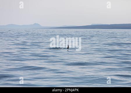 Eine Killerwal-Flosse beim Schwimmen in der Husavik Bay in Island und erschossen während einer Walbeobachtungstour für Touristen. Stockfoto