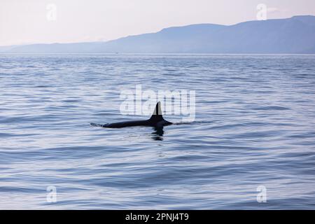 Eine Killerwal-Flosse beim Schwimmen in der Husavik Bay in Island und erschossen während einer Walbeobachtungstour für Touristen. Stockfoto