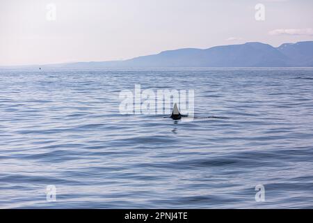 Eine Killerwal-Flosse beim Schwimmen in der Husavik Bay in Island und erschossen während einer Walbeobachtungstour für Touristen. Stockfoto