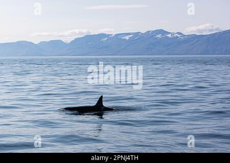 Eine Killerwal-Flosse beim Schwimmen in der Husavik Bay in Island und erschossen während einer Walbeobachtungstour für Touristen. Stockfoto