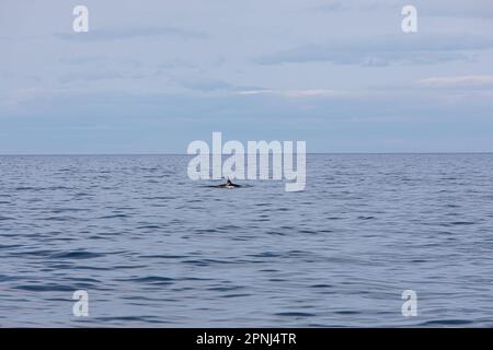 Eine Killerwal-Flosse beim Schwimmen in der Husavik Bay in Island und erschossen während einer Walbeobachtungstour für Touristen. Stockfoto