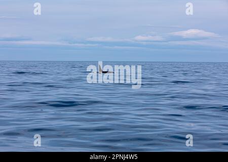 Eine Killerwal-Flosse beim Schwimmen in der Husavik Bay in Island und erschossen während einer Walbeobachtungstour für Touristen. Stockfoto