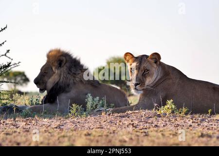 Löwenpaar ruht in Zentral-Kalahari, Botswana Stockfoto