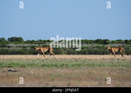 Cheetah-Paar in Zentral-Kalahari, Botswana Stockfoto