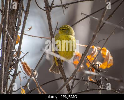 Dieser wunderschöne Frühlingszeitpunkt mit Orangenkrone (Leiothlypis celata) posierte schön in einem gebürsteten Dickicht für ein Foto. Stockfoto