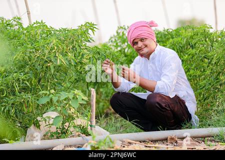 Indischer Happy Farmer mit grüner Chilipflanze, grüner Chilizucht, junger Farmer Stockfoto