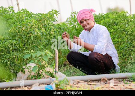 Indischer Happy Farmer mit grüner Chilipflanze, grüner Chilizucht, junger Farmer Stockfoto