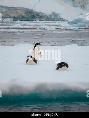 Adelie-Pinguin in der Antarktis, umgeben von Schnee und Eis mit leichtem Schneefall in sanftem Licht. Auf Seeis stehen. Stockfoto