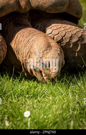 Aldabra Riesenschildkröte im Paignton Zoo in Devon, Großbritannien. IUCN Conservation Stratus – VERLETZLICH Stockfoto