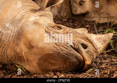 Schwarzes Nashorn. IUCN-Erhaltungsstatus – kritisch gefährdet Stockfoto