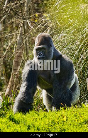 WESTERN Lowland Gorilla im Paignton Zoo in Devon, Großbritannien. IUCN-Erhaltungsstatus – kritisch gefährdet Stockfoto