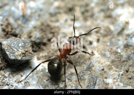 Einzelne rote Holzameise (Formica rufa) auf felsigem Boden, Makrofotografie, Insekten, Natur, Tierwelt Stockfoto