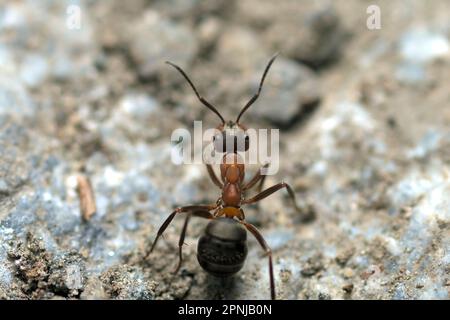 Einzelne rote Holzameise (Formica rufa) auf felsigem Boden, Makrofotografie, Insekten, Natur, Tierwelt Stockfoto