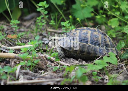 Einfache griechische Schildkröte (Testudo graeca) in der Natur. Schließen. Stockfoto