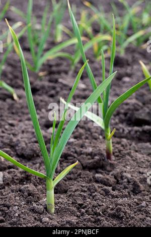 Knoblauch wächst auf dem Gartenbett. Ackerfeld mit mehreren Knoblauchreihen. Stockfoto