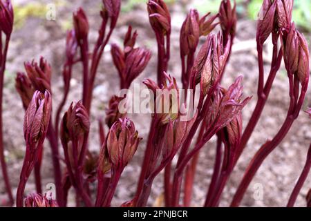 Junge Pfingstrosen zu Beginn des Frühlings. Nicht blühende Pfingstrosen, Blumenanbau, Kultivierung und Gartenpfingstrosen. Gartenblumen. Stockfoto