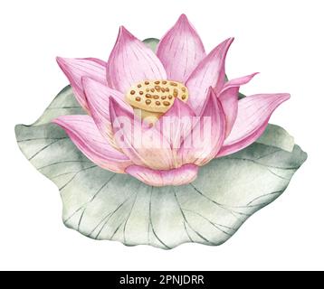 Lotusblume. Handgezeichnete Aquarellzeichnung mit pinkfarbener Wasserlilie und grünem Blatt. Wasserlilie auf isoliertem Hintergrund für Symbol oder Logo. Botanische Zeichnung tropischer asiatischer Pflanzen für Spa- oder Zen-Design. Stockfoto