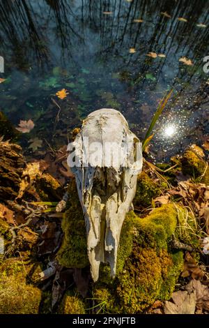 Weißwedelhirsch, Odocoileus virginianus, neben einem Teich in Canadian Lakes, Michigan, USA Stockfoto