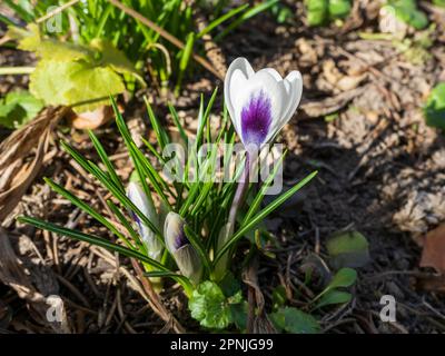 Einzelne zweifarbige weiße und lila Krokusblüte blüht im Frühlingssonnenlicht in einem Garten Stockfoto