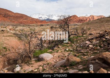 Ruinen der alten Geisterstadt Harrisburg im Süden von Utah, USA. Schneebedeckte Pine Valley Mtns im Hintergrund. Stockfoto