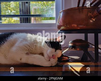 Schwarz-weiße Katze, die neben einem Fondue und einem Fenster schläft Stockfoto