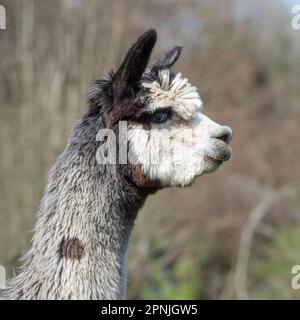 Alpaca, Vicugna pacos, Stockfoto