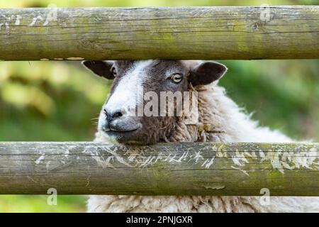 Schafe, die durch einen Zaun schauen Stockfoto