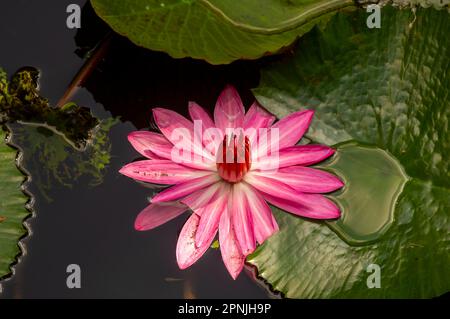 Rosa Seerosenblüte, Bunga Teratai, Nymphaea Rubra (Pubescens) Stockfoto