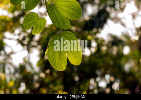 Bauhinienblätter, hybrider Hülsenbaum mit Bokeh-Hintergrund Stockfoto