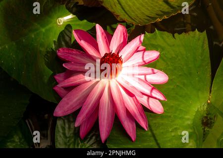 Rosa Seerosenblüte, Bunga Teratai, Nymphaea Rubra (Pubescens) Stockfoto