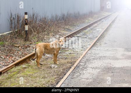 Streunender Hund steht auf den Gleisen. Ein obdachloses Tier. Alle Hunde kommen in den Himmel. Stockfoto