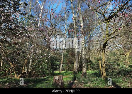 Die Blumen der Magnolienbäume schlängeln sich im Frühling unter einem hellblauen Himmel um einen Waldgarten (mit einem kleinen Baumstumpf im Vordergrund). England, April Stockfoto