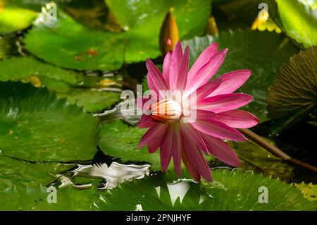 Rosa Seerosenblüte, Bunga Teratai, Nymphaea Rubra (Pubescens) Stockfoto