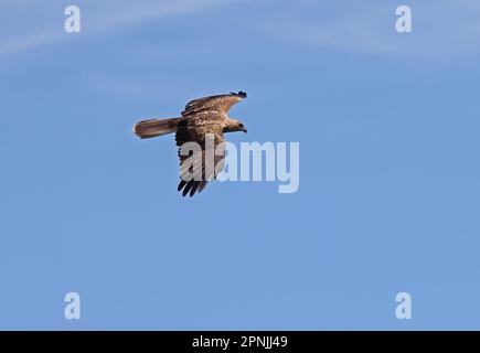 Whistling Kite (Haliastur sphenurus), Erwachsener auf Flügen North Stradbroke Island, Queensland, Australien März Stockfoto